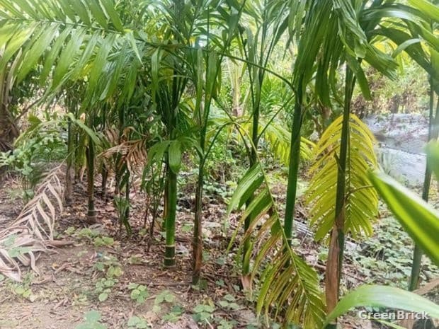 Land in Monaragala - Monaragala City, Monaragala