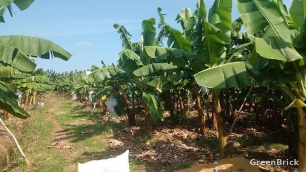 Land in Monaragala - Monaragala City, Monaragala