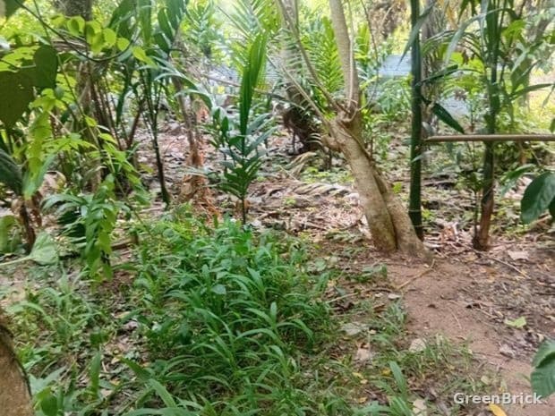 Land in Monaragala - Sirigala, Monaragala