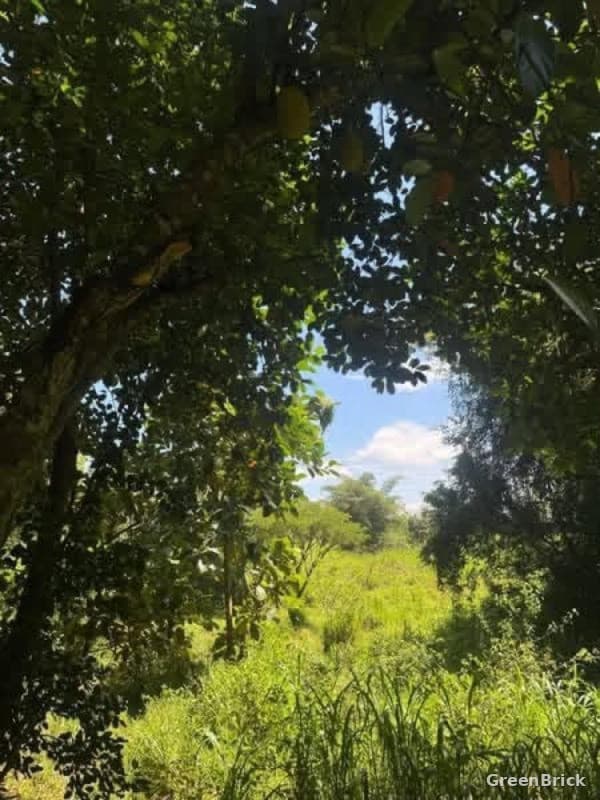 Land in Monaragala - Kumbukkana, Monaragala